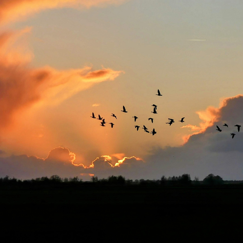 Afbeelding van Trekvogels onder druk door klimaatverandering
