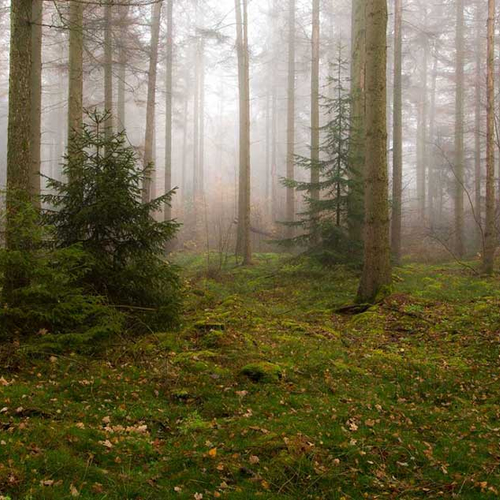 Natuurclubs verzetten zich tegen Gelderse plannen voor oude bossen