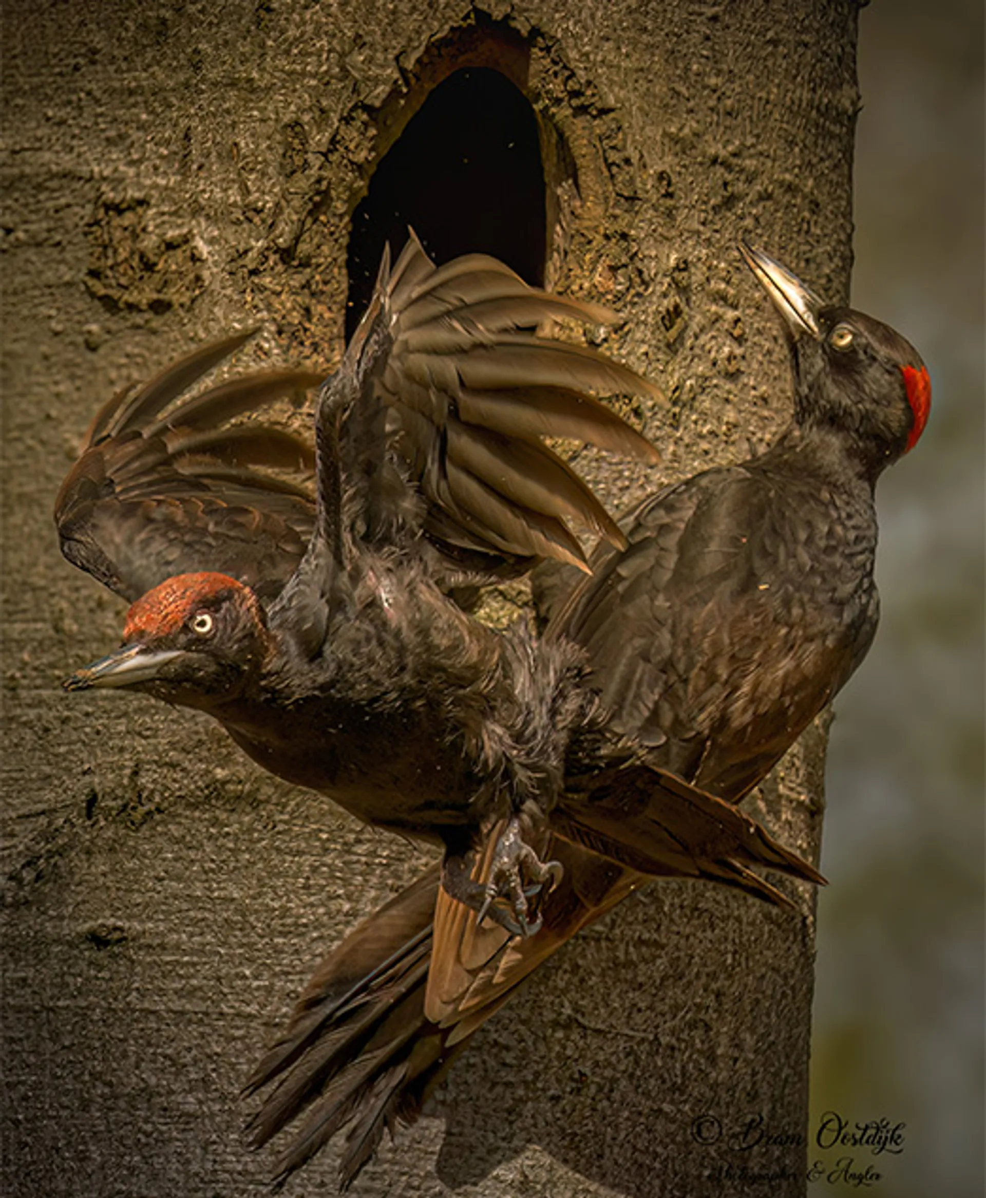 Aflossing zwarte specht