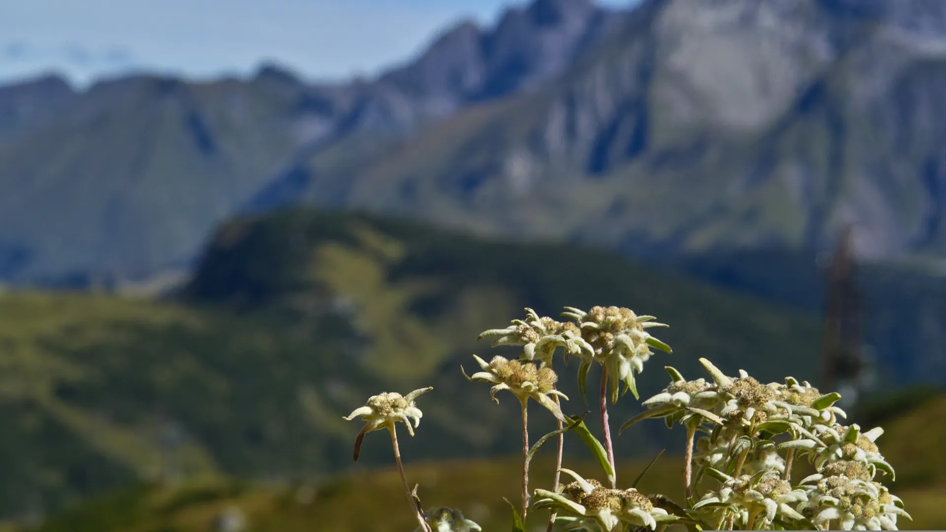 edelweiss Pixabay