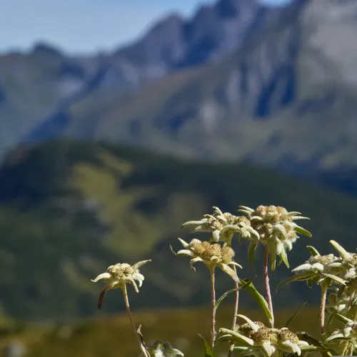 Afbeelding van Klimaatverandering laat bergplanten sneller uitsterven