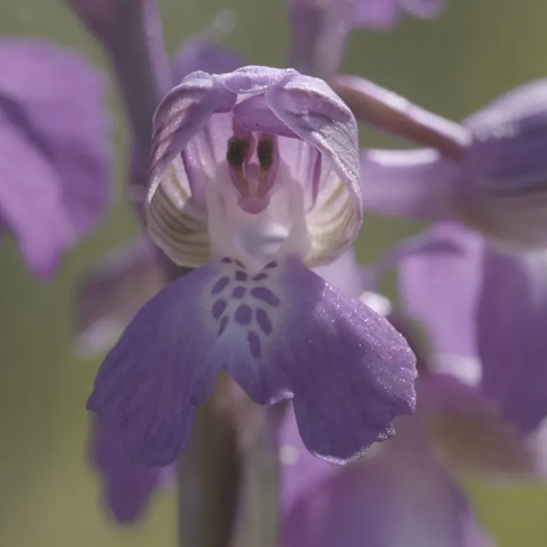 Afbeelding van TV | 31 mei 2026 | Braakman