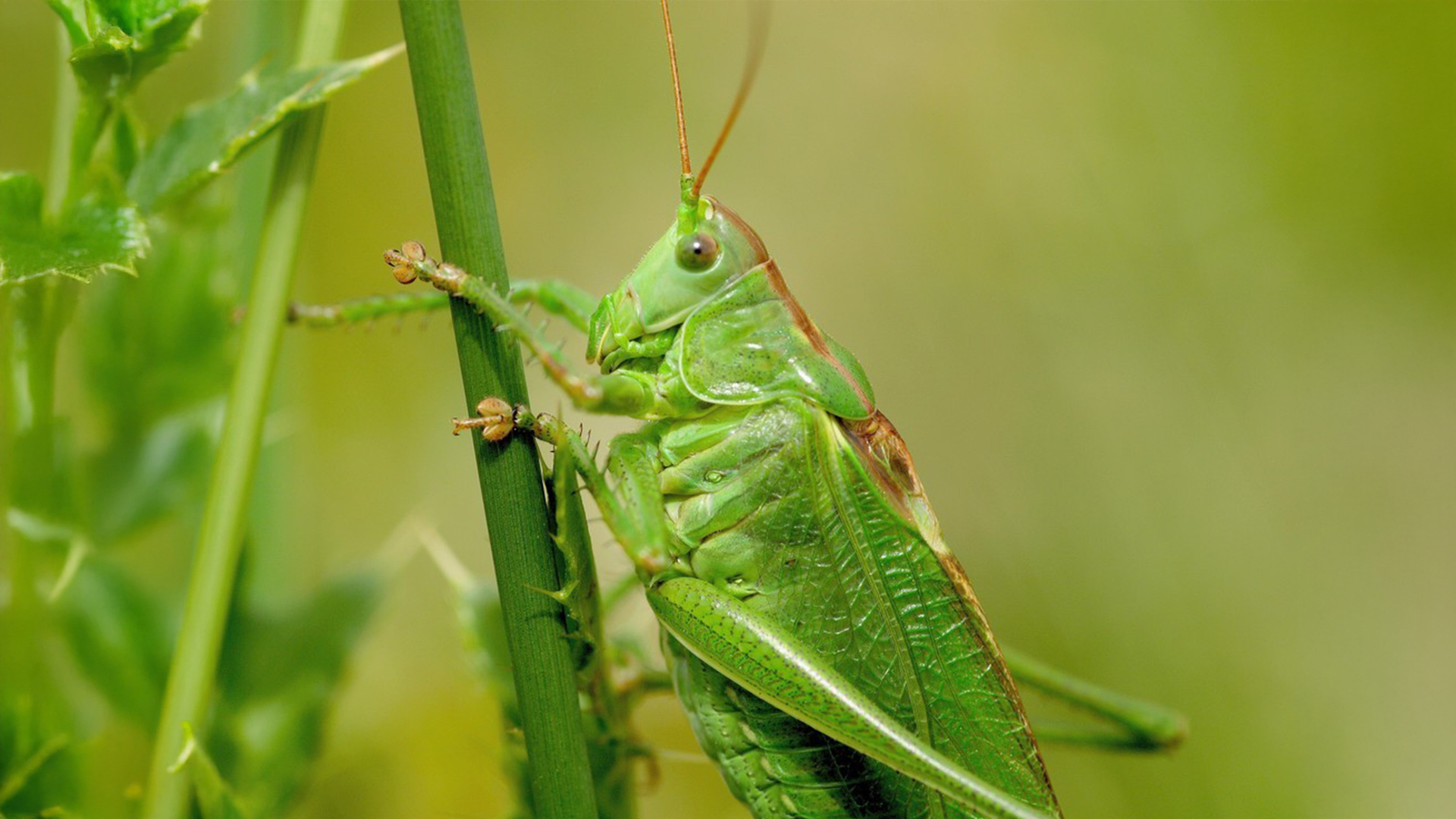 Grote groene sabelsprinkhaan