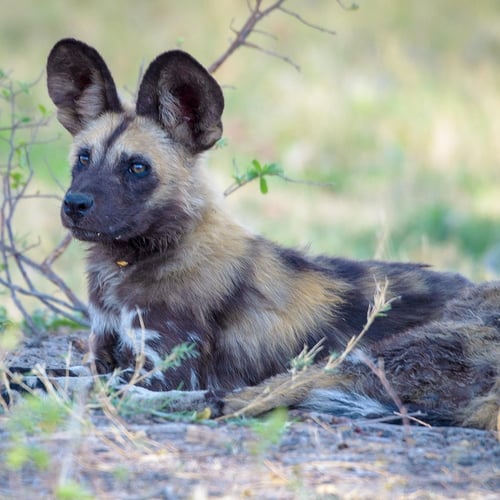 Afbeelding van Wilde honden lopen 4000 kilometer in Zambia op zoek naar partner