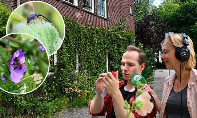 Afbeelding van Filmpje | Kleine geveltuintjes maken groot verschil