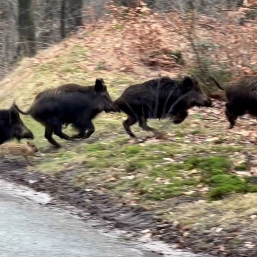 Afbeelding van Wilde zwijnen met tientallen jongen steken de weg over