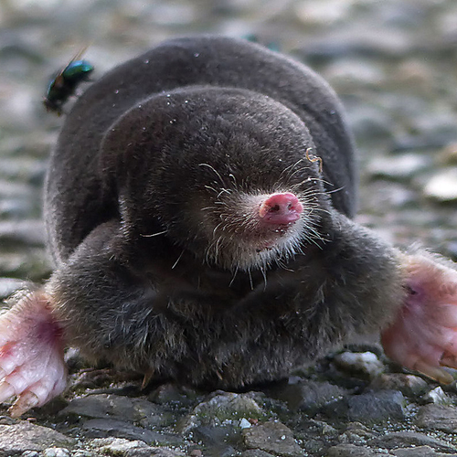 Afbeelding van Op pad met Menno Bentveld: Hoop na hoop