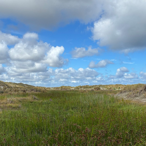 Afbeelding van Uniek zoetwatergebied op het strand van Terschelling