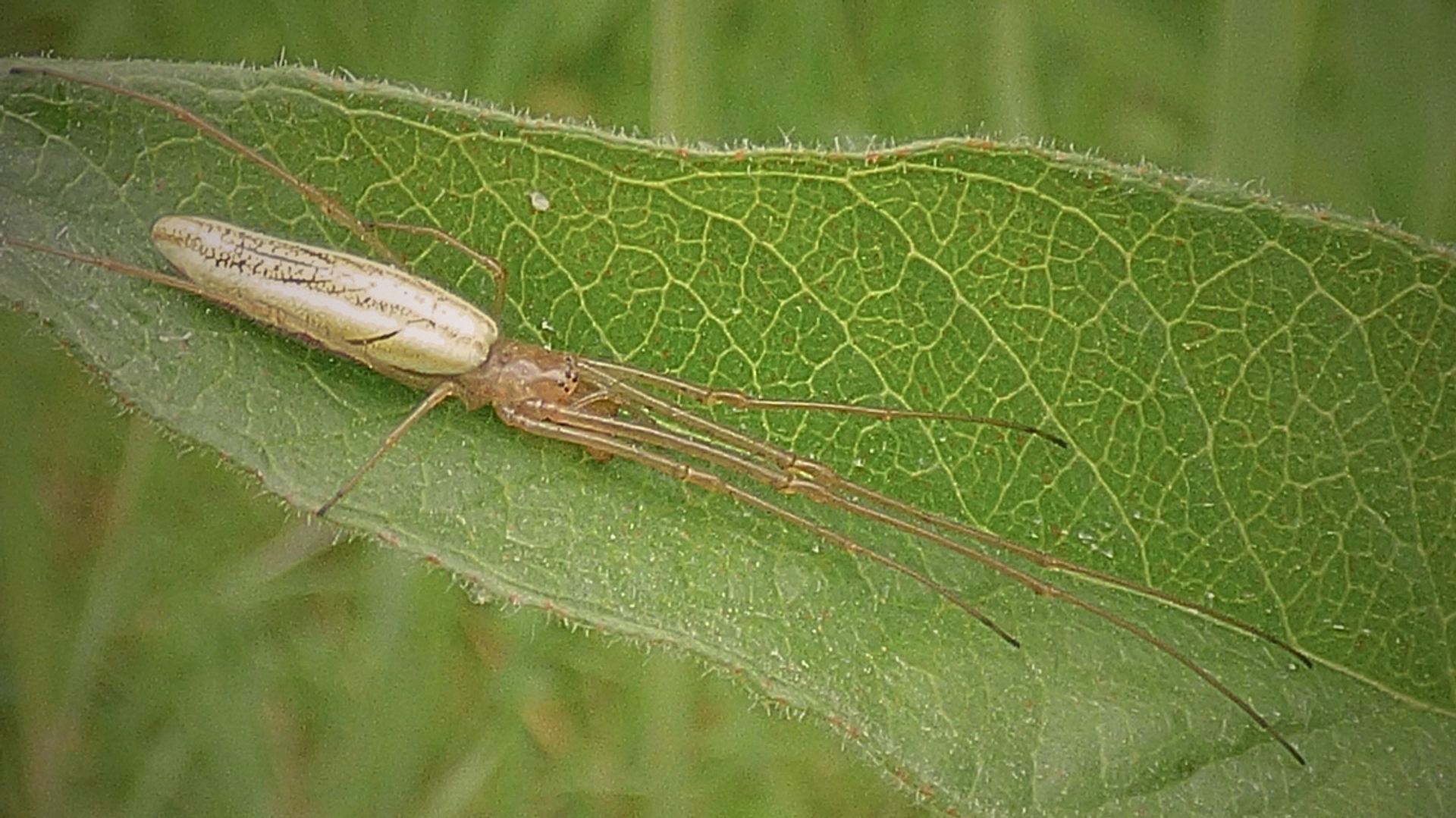 helemaal-uitgestrekt_682fa3563ac5f_large