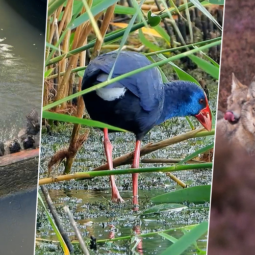 Zeldzame purperkoet, zonnende boomkikker en spreeuwen