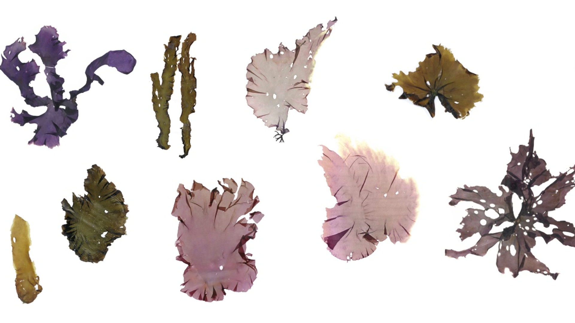 purpers