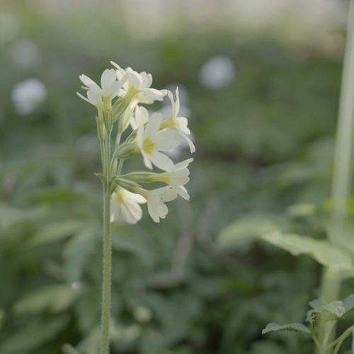 Voorjaarsflora in de leembossen