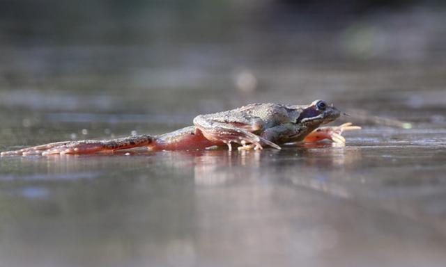 Afbeelding van Hoe help je overwinterende amfibieën in je tuin?