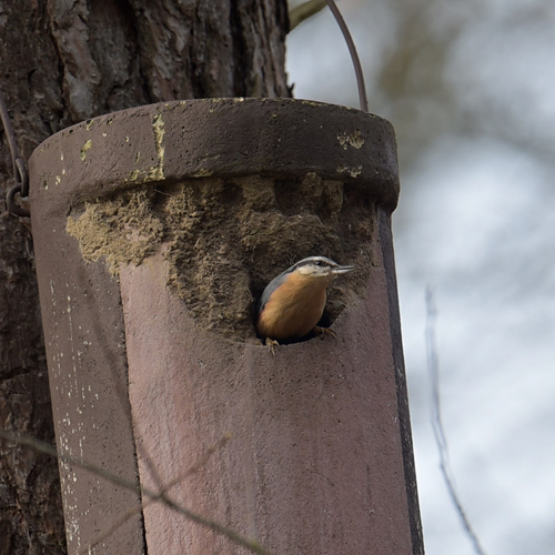 Afbeelding van Boomklever is er vroeg bij met voorjaarsschoonmaak