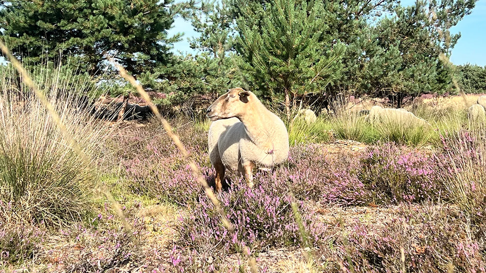Strabrechtse-Heide_tv