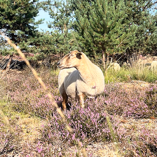 Afbeelding van Schapen en heide gaan al decennia hand in hand
