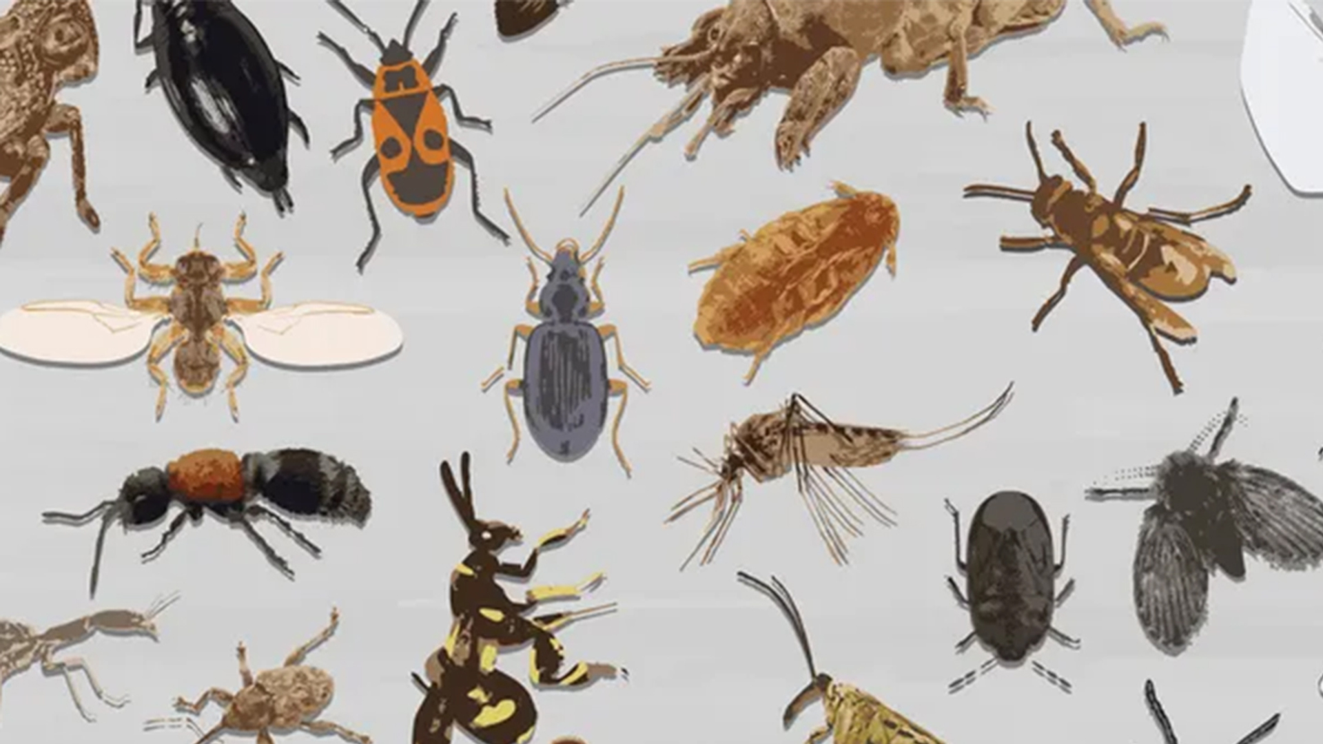 Wie wordt het 'Insect van het Jaar' van 2026?