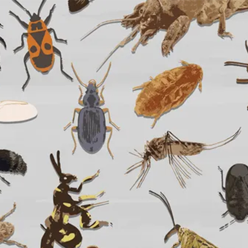 Afbeelding van Wie wordt het 'Insect van het Jaar' van 2026?