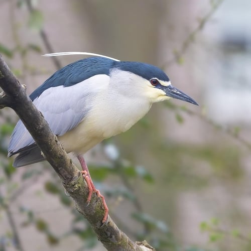 Afbeelding van Zeldzame kwak broedt midden in de stad