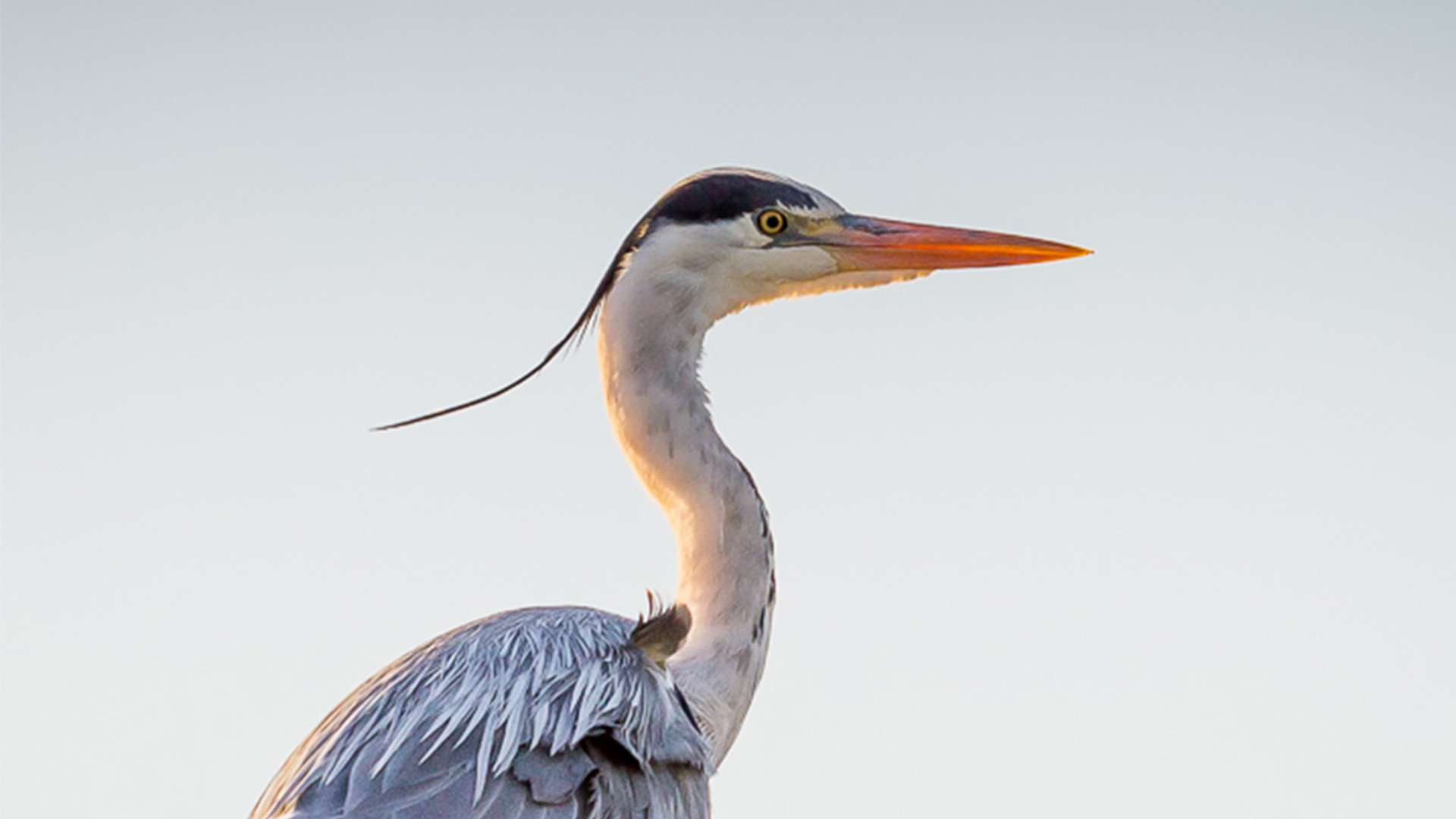 Vogelfeuilleton: blauwe reigers in het Amsterdamse Bos