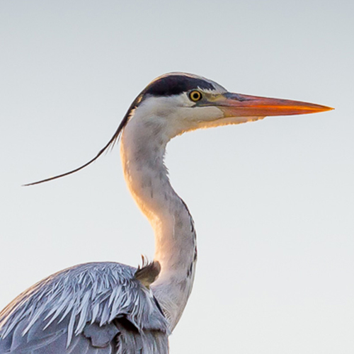 Afbeelding van Vogelfeuilleton: blauwe reigers in het Amsterdamse Bos