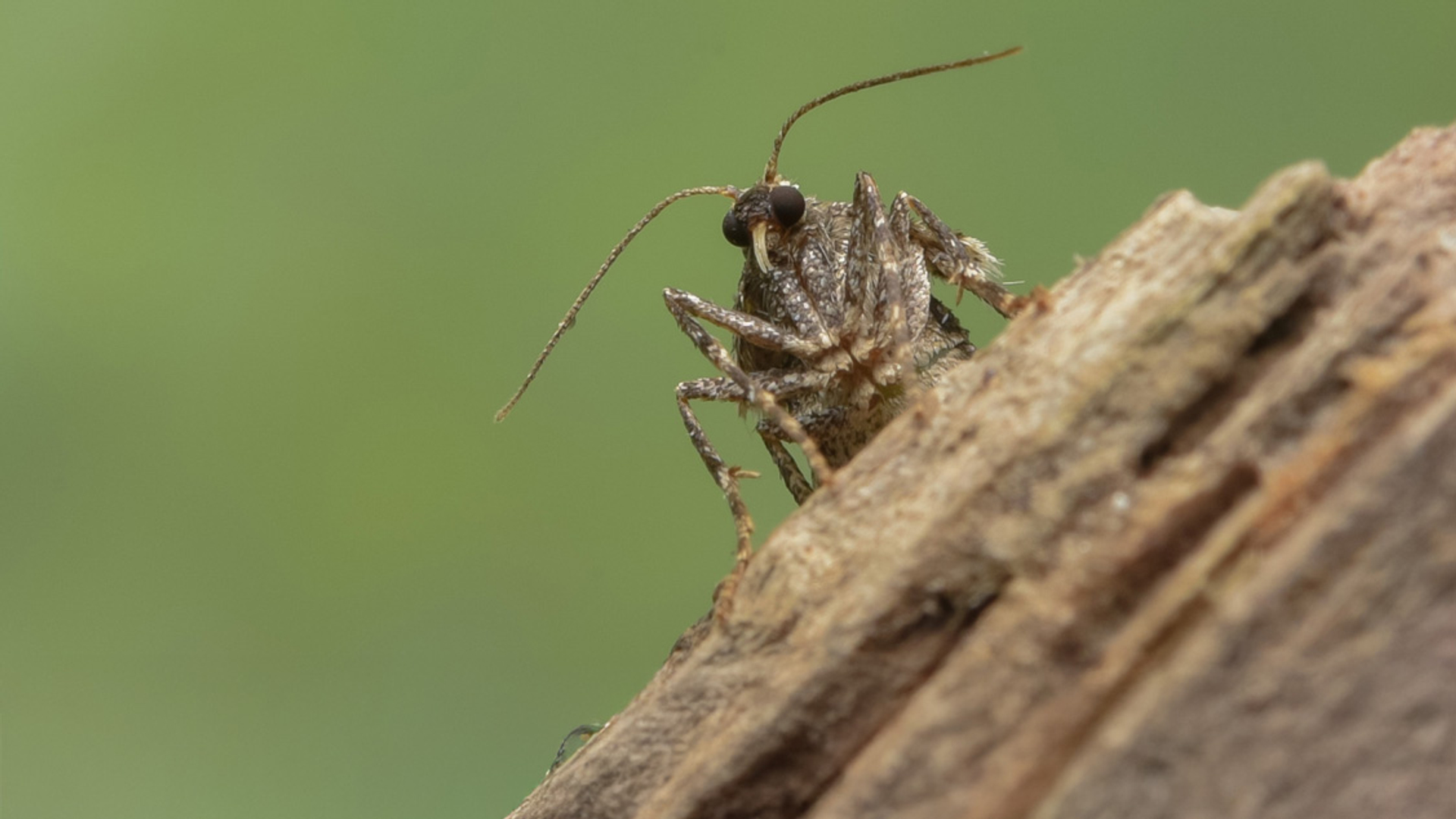 ONGEVLEUGELDE VROUWTJE VAN DE KLEINE WINTERVLINDER