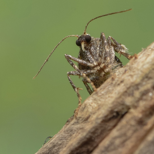 Wintervlinders, alternatief voor beton en overige onderwerpen