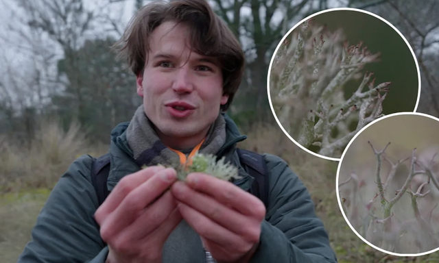 Afbeelding van ‘Miniatuurwereld’ brengt wonderlijke korstmossen dichtbij + filmpje