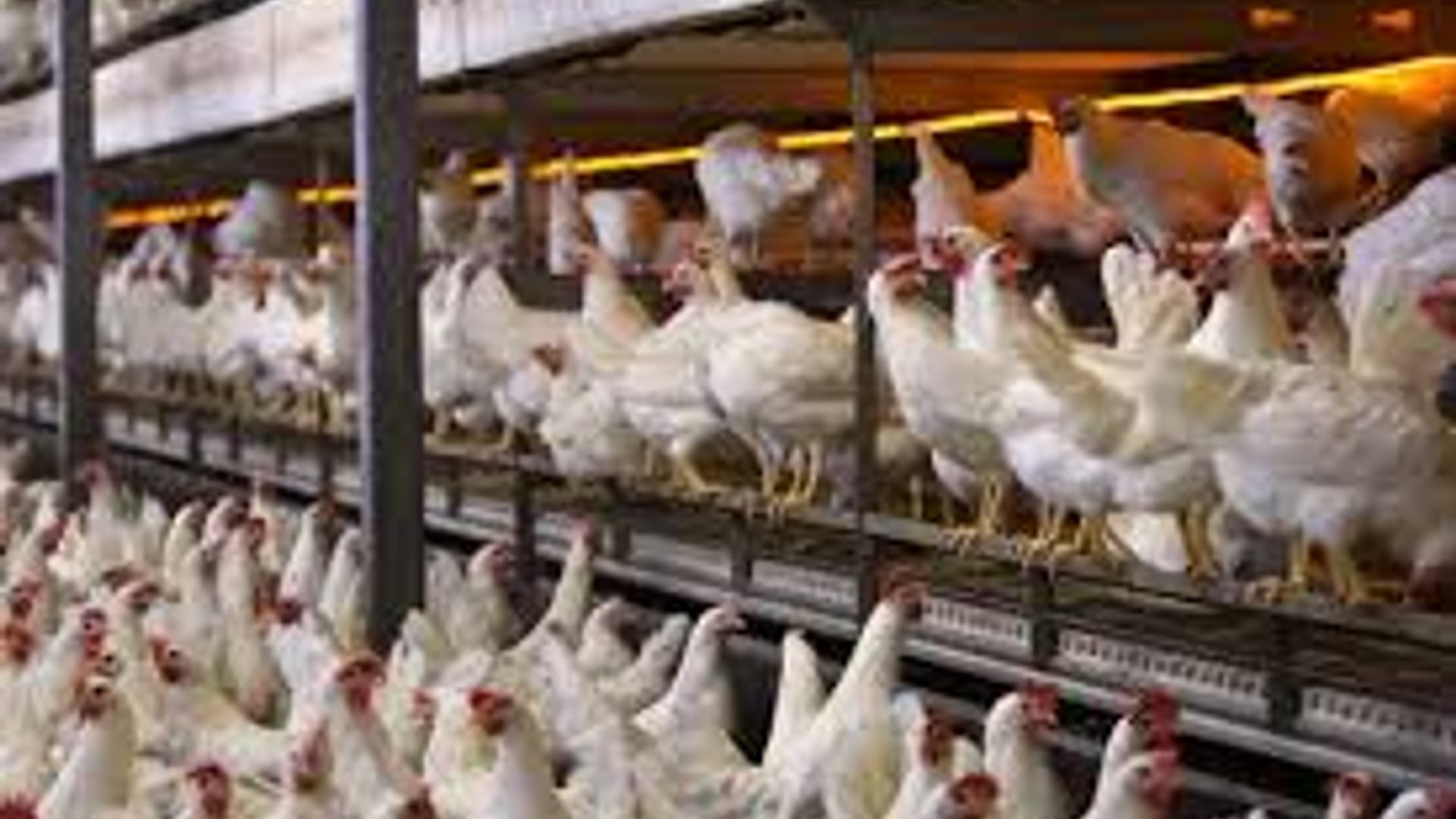 bio industrie kippen