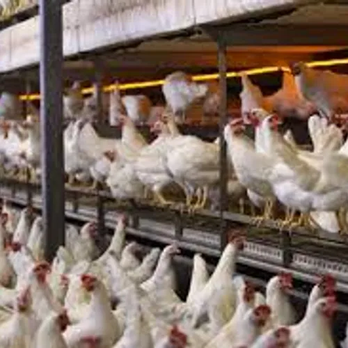 Afbeelding van Veevoerbedrijf ForFarmers beboet voor uitstoot stikstof zonder vergunning