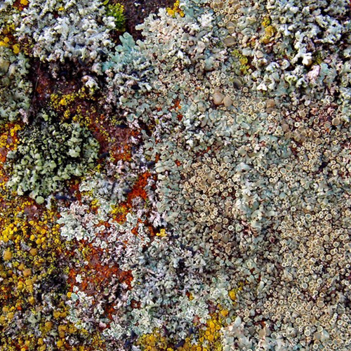 Afbeelding van Een kosmos van korstmossen