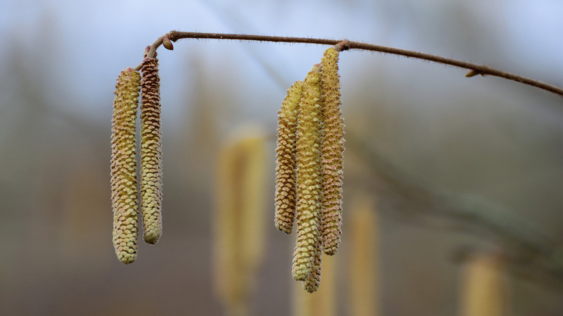 Afbeelding van Berken gaan bloeien, kans op hooikoorts neemt toe