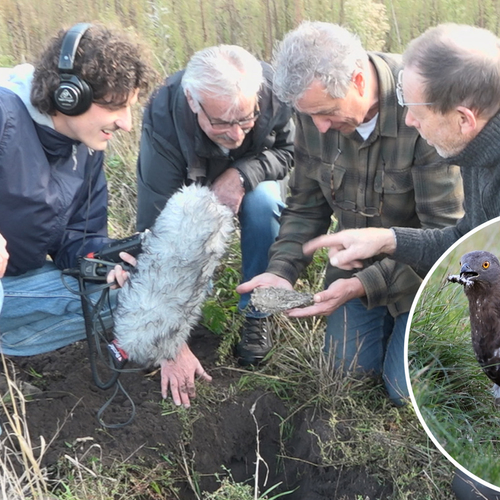 Afbeelding van Zo 'steelt' de wespendief een wespennest + filmpje