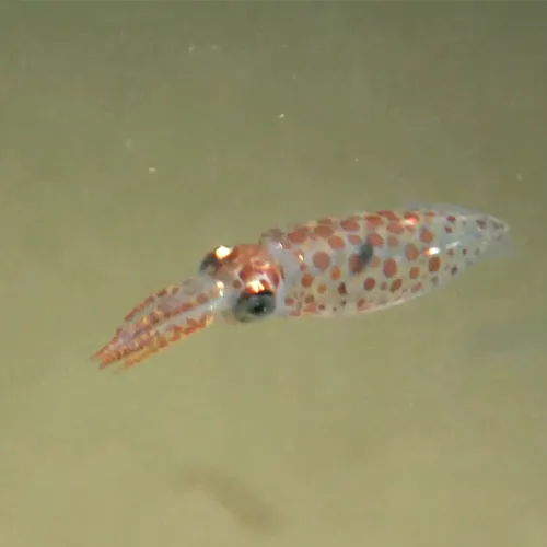 Overbevissing van de pijlinktvis in de Noordzee