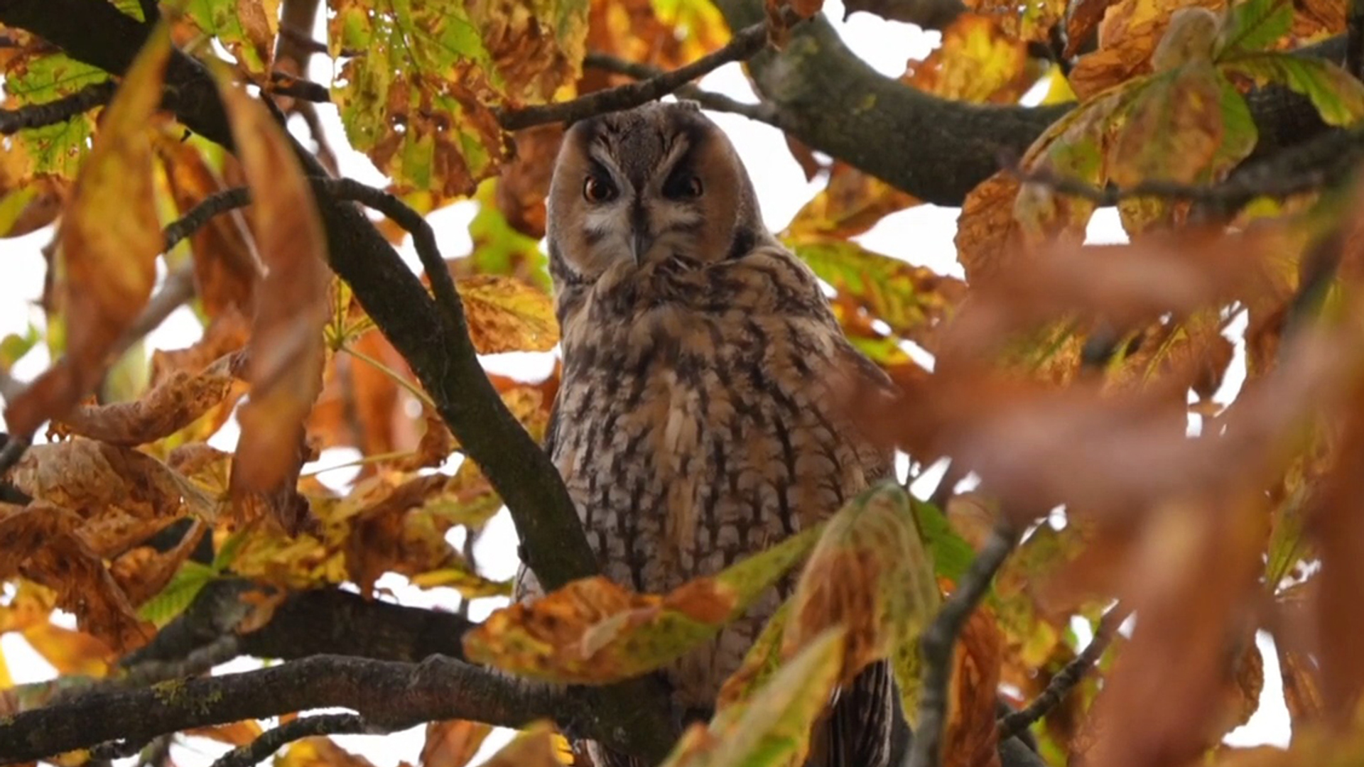 Uilen spotten leidt tot zorgen in de gemeente Baarn