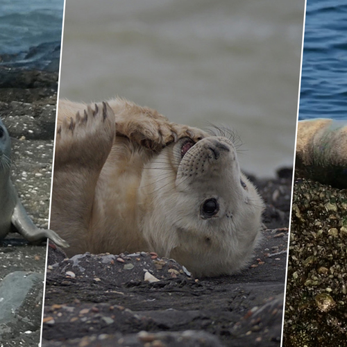 Winactie: herken jij de zeehond?