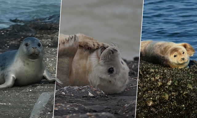 Afbeelding van Winactie: herken jij de zeehond?