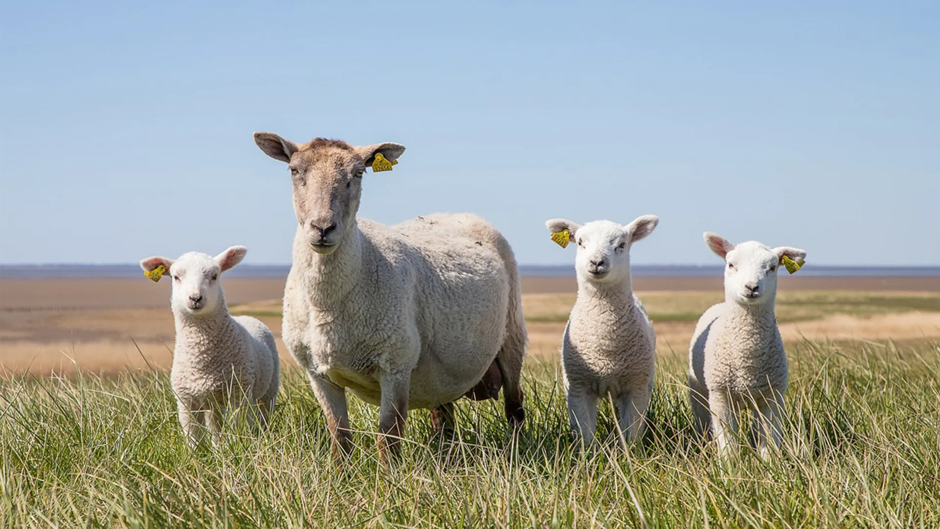schaap met lammetjes