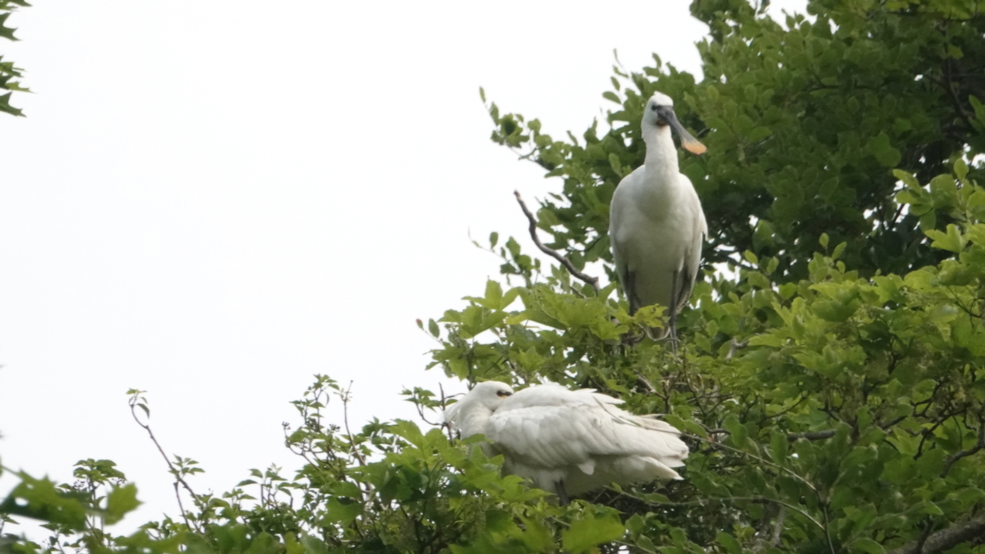Lepelaars in de Alkmaarderhout