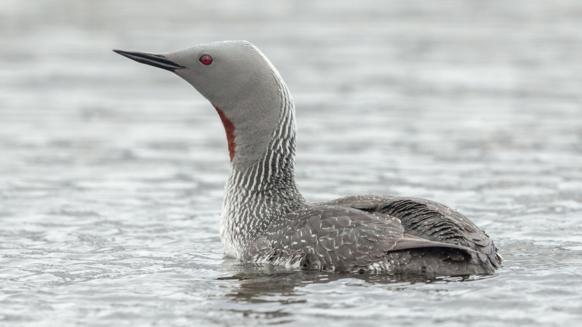 roodkeelduiker in zomerkleed