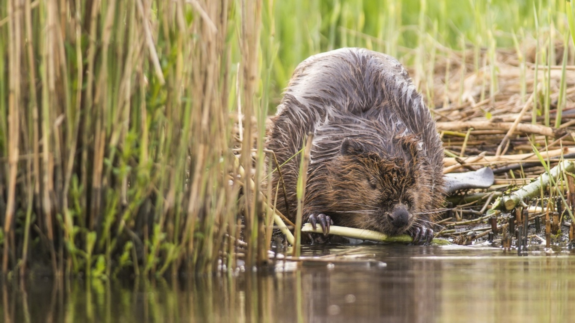 bever