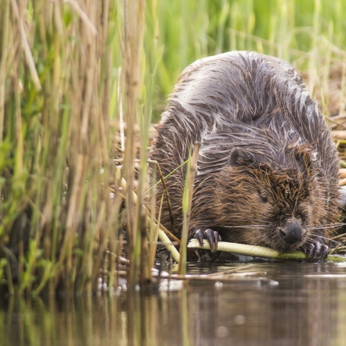 Wildernis in eigen land van Jeroen Helmer | Nominatie Natuurboekenprijs 2025