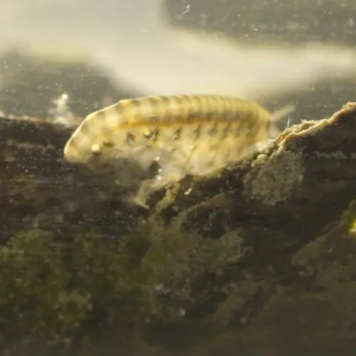 Afbeelding van Welke diertjes overleven in brak water?