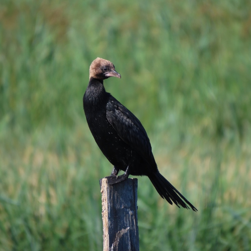 Zeer zeldzame dwergaalscholver was mogelijk broedvogel in middeleeuwen