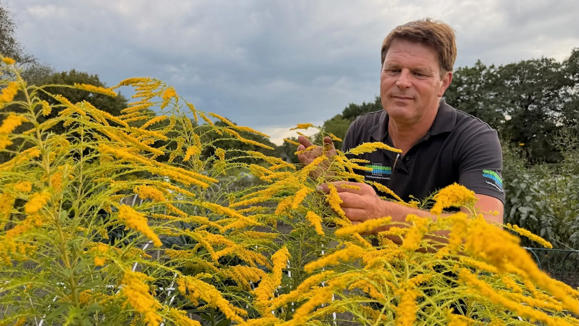 Henk-Jan vd Veen en guldenroede