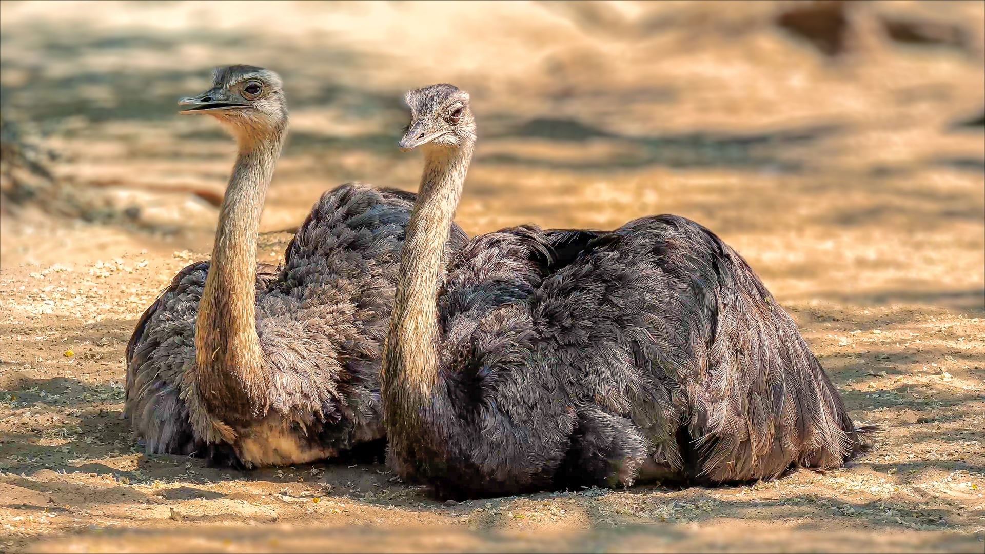 rethinktwice-common-ostrich-6516598