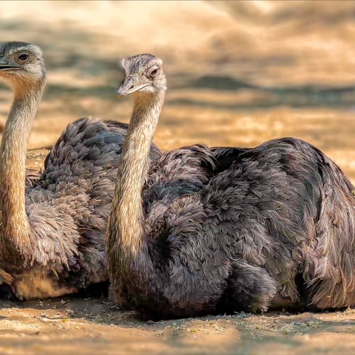 Afbeelding van Onderzoek: dierenleed door struisvogelveren in de modewereld