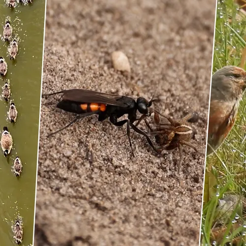 Afbeelding van Roodzwarte borstelspinnendoder, purperkogelzeehaas en kneu