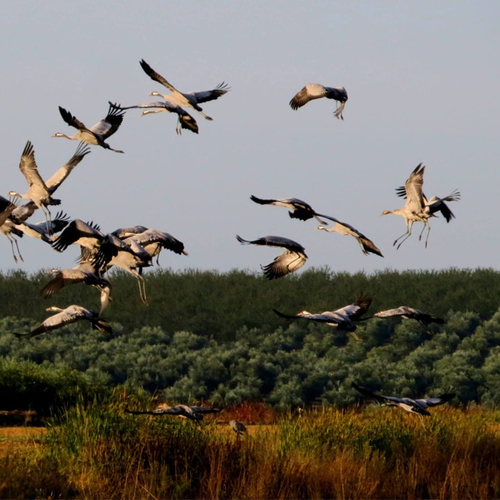 Afbeelding van Ruim veertigduizend kraanvogels overleden aan vogelgriep
