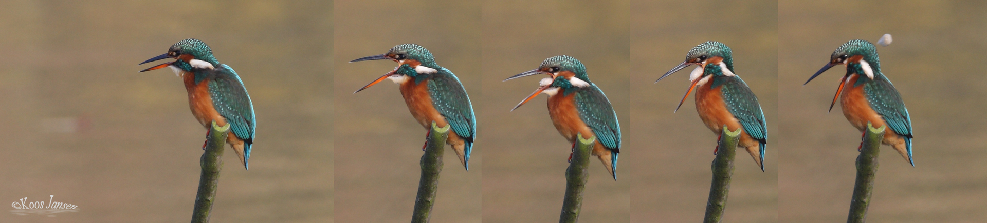 ijsvogel braakt bal uit